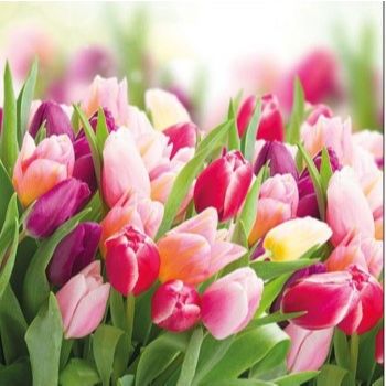 Servilleta alemana glorius tulips-SE0375