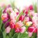 Servilleta alemana glorius tulips-SE0375